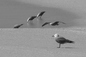 birds, Untitled, 2007